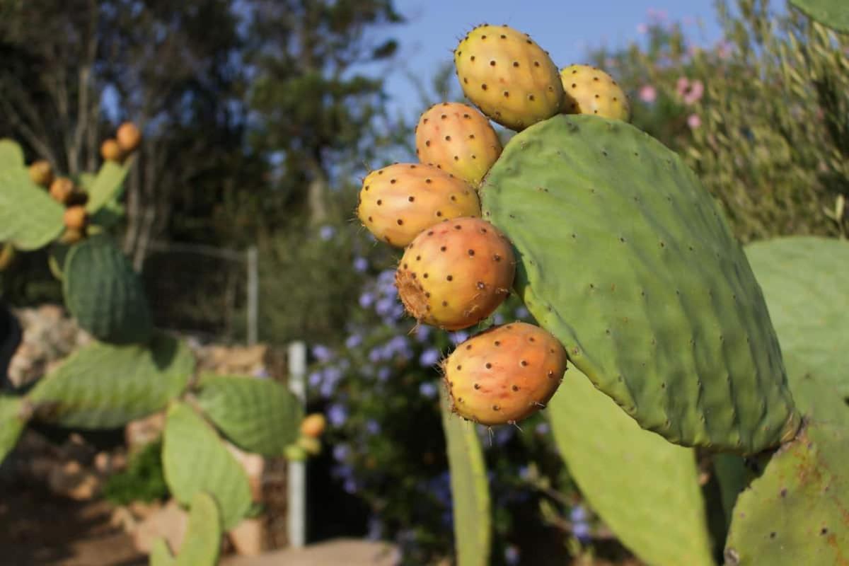 B&B Le Corti Di Aloa San Pantaleo Luaran gambar